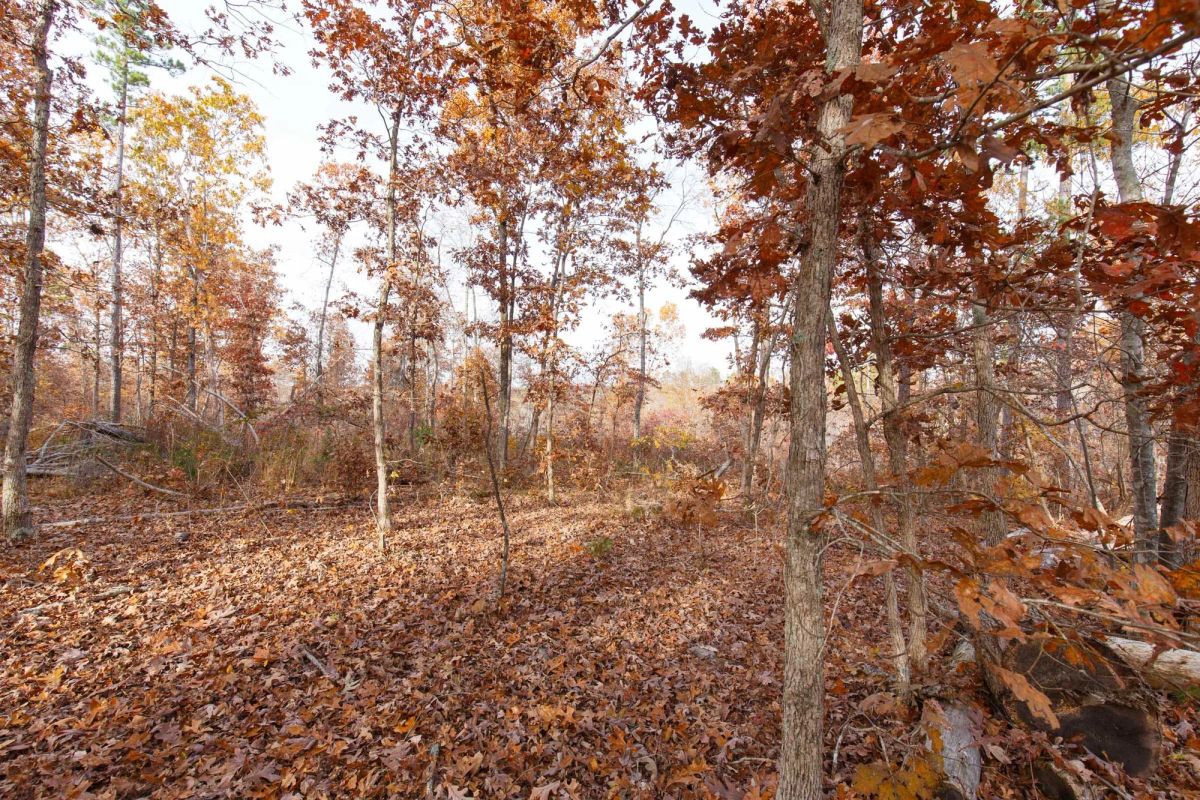 Decorative background for Hawkcrest Tract 30 image 8