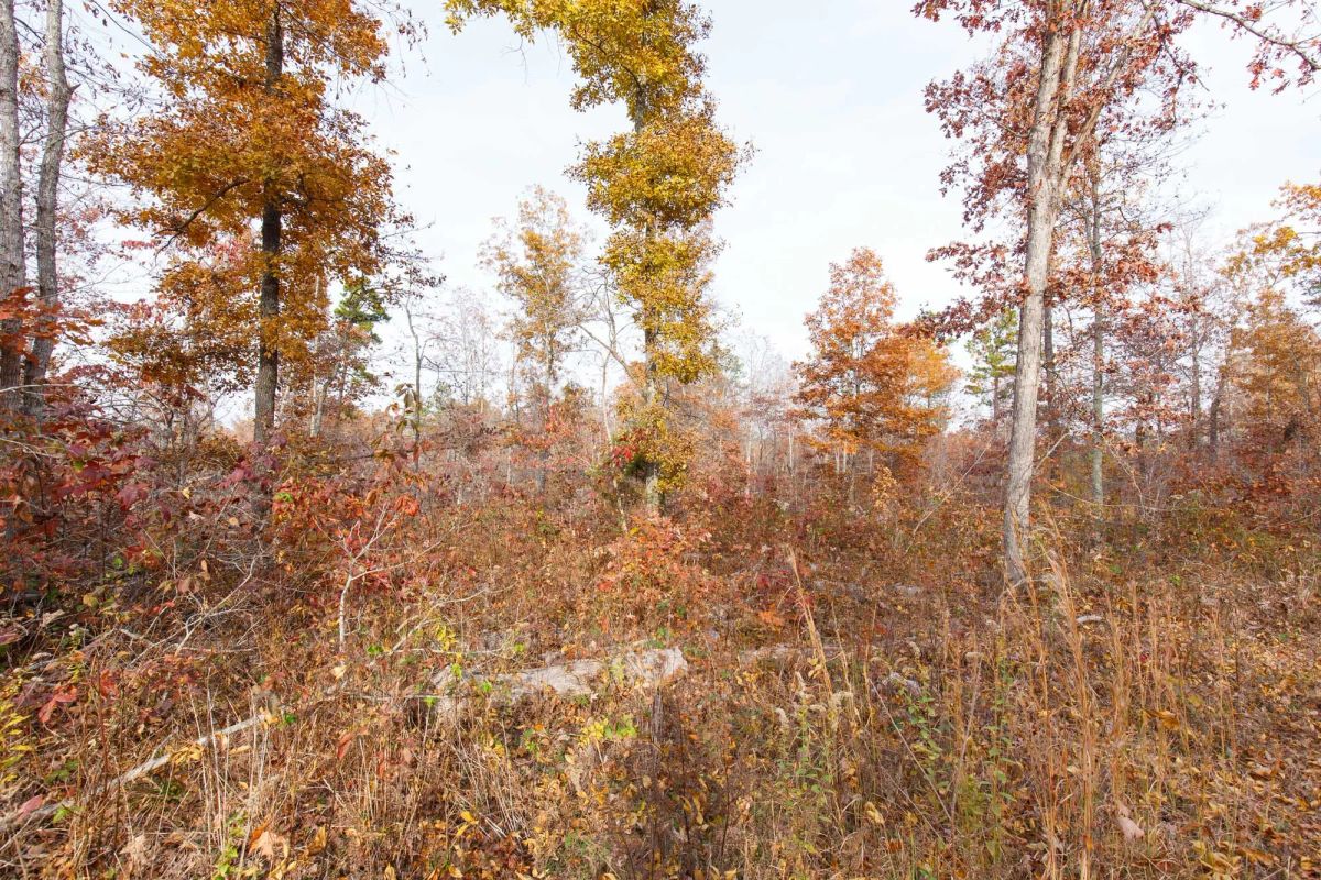 Decorative background for Hawkcrest Tract 30 image 9