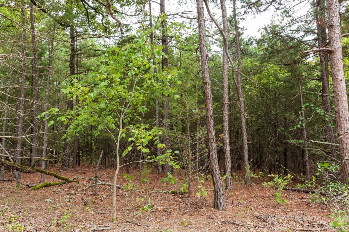 Decorative background for Stone Bridge Phase V Tract 419 image 6
