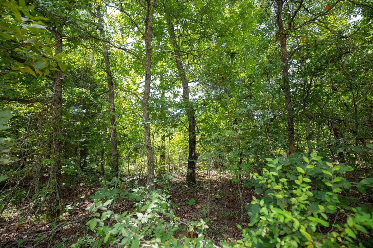 Timber Ridge Tract 44 - Image 2