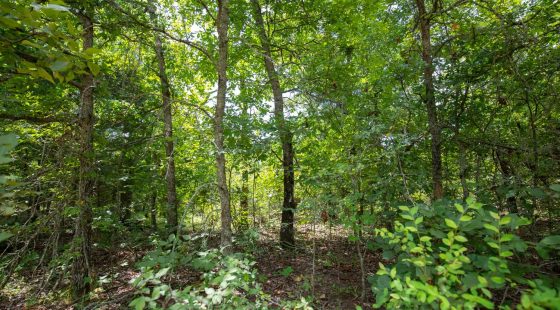 Timber Ridge Tract 44 in McIntosh County, OK
