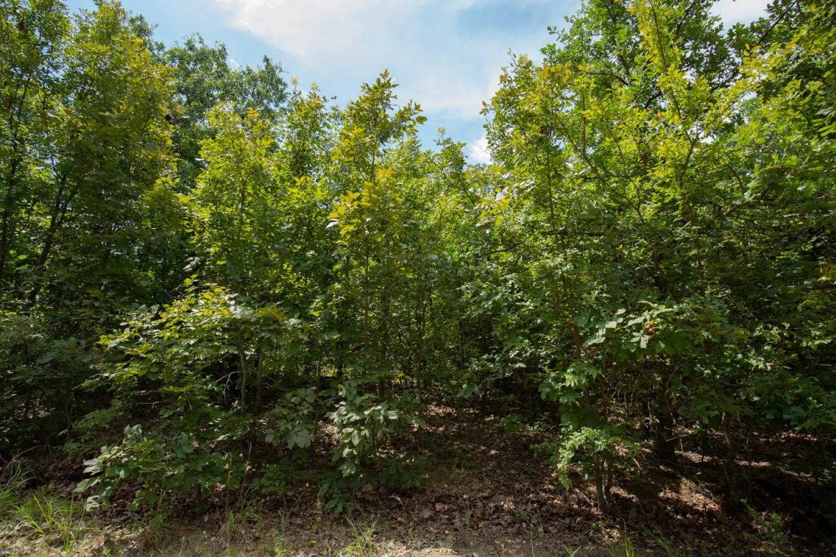 Timber Ridge Tract 44 - Image 4