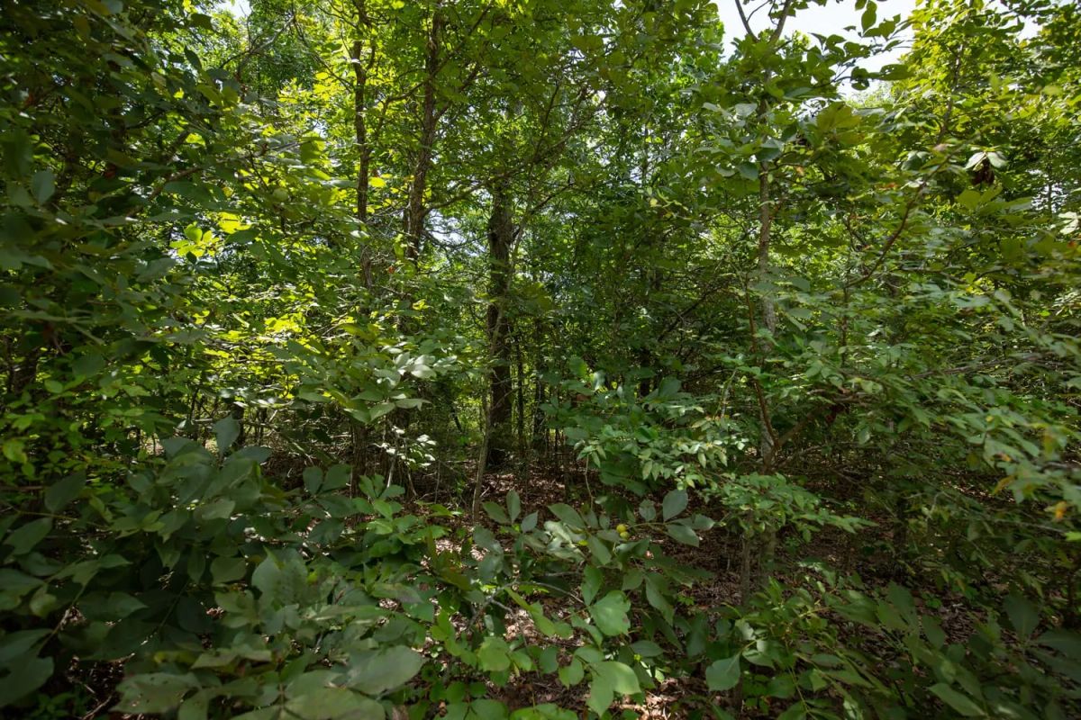 Decorative background for Timber Ridge Tract 44 image 5