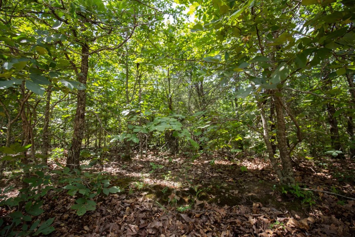 Decorative background for Timber Ridge Tract 44 image 6