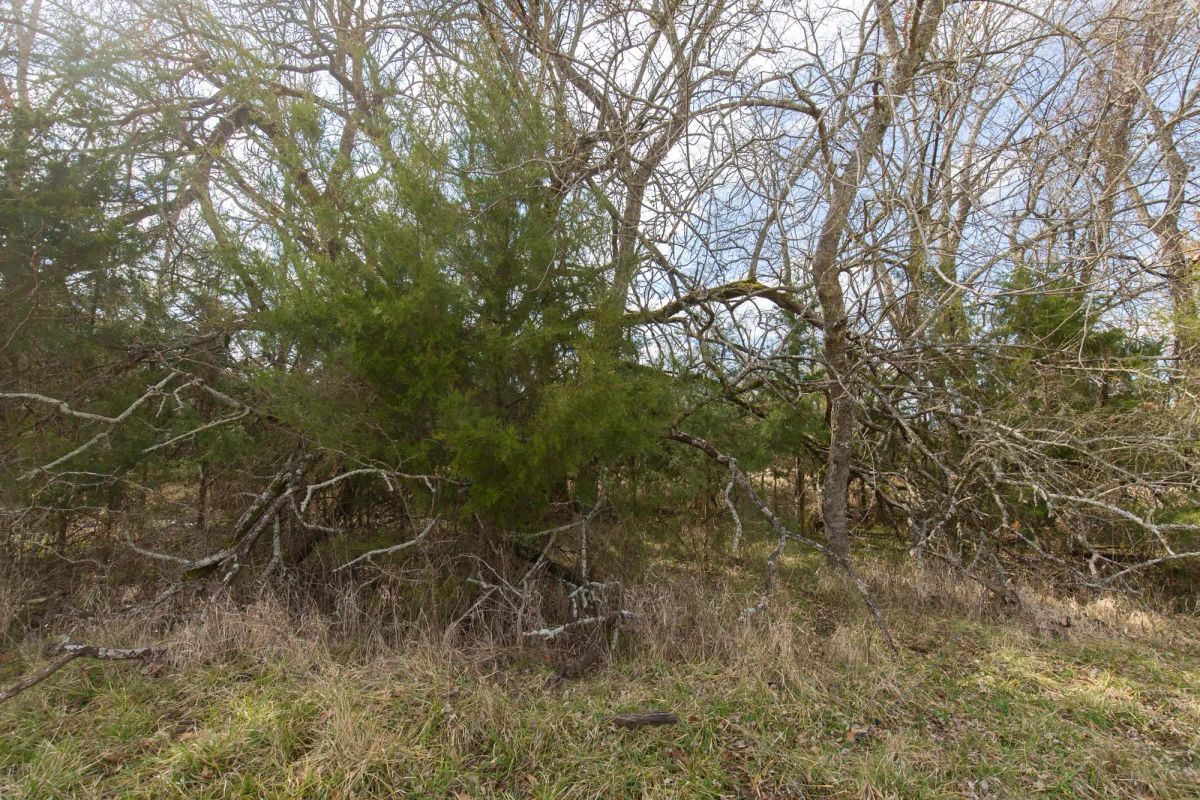 Decorative background for Wishing Star Ranch Tract 32 image 7