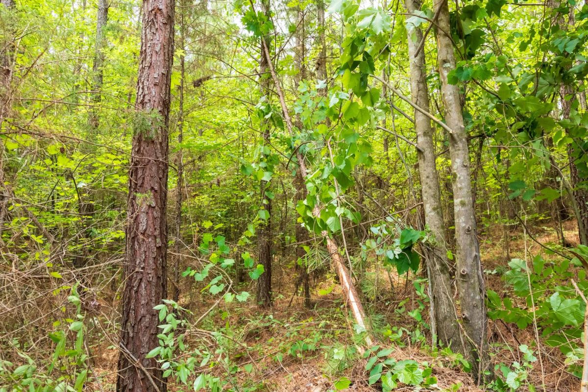 Whiskey Ridge Tract 10 - Main image
