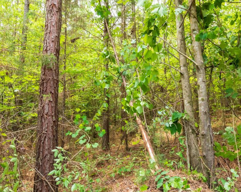 Whiskey Ridge Tract 10 in Henderson County, TN