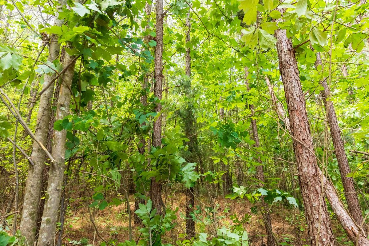 Whiskey Ridge Tract 10 - Image 2
