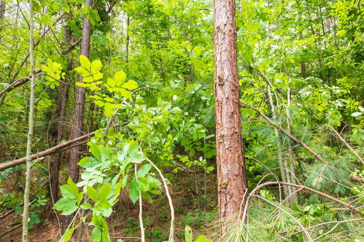 Whiskey Ridge Tract 10 - Image 3