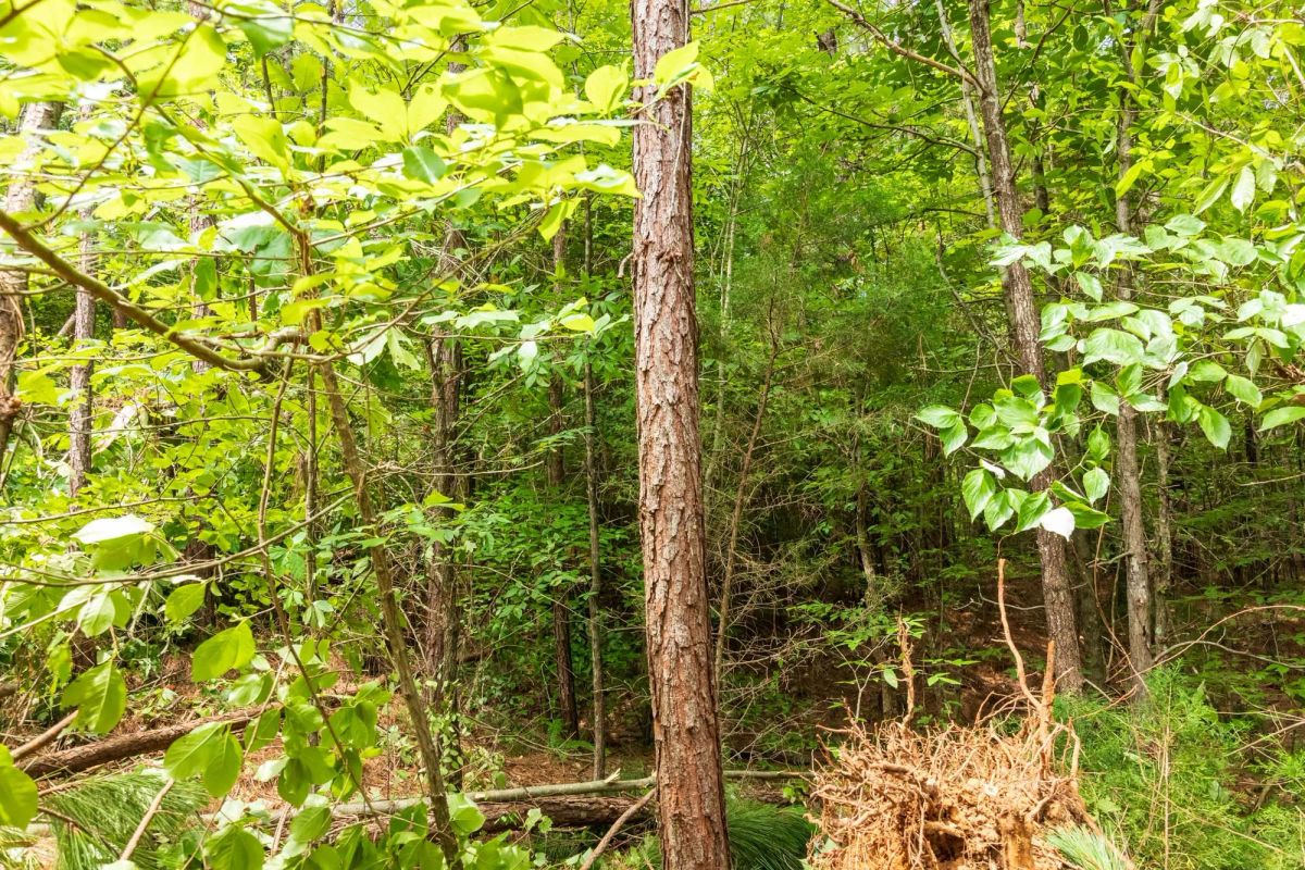Whiskey Ridge Tract 10 - Image 4