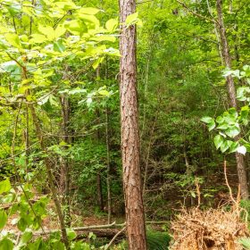 Whiskey Ridge Tract 10 in Henderson County, TN