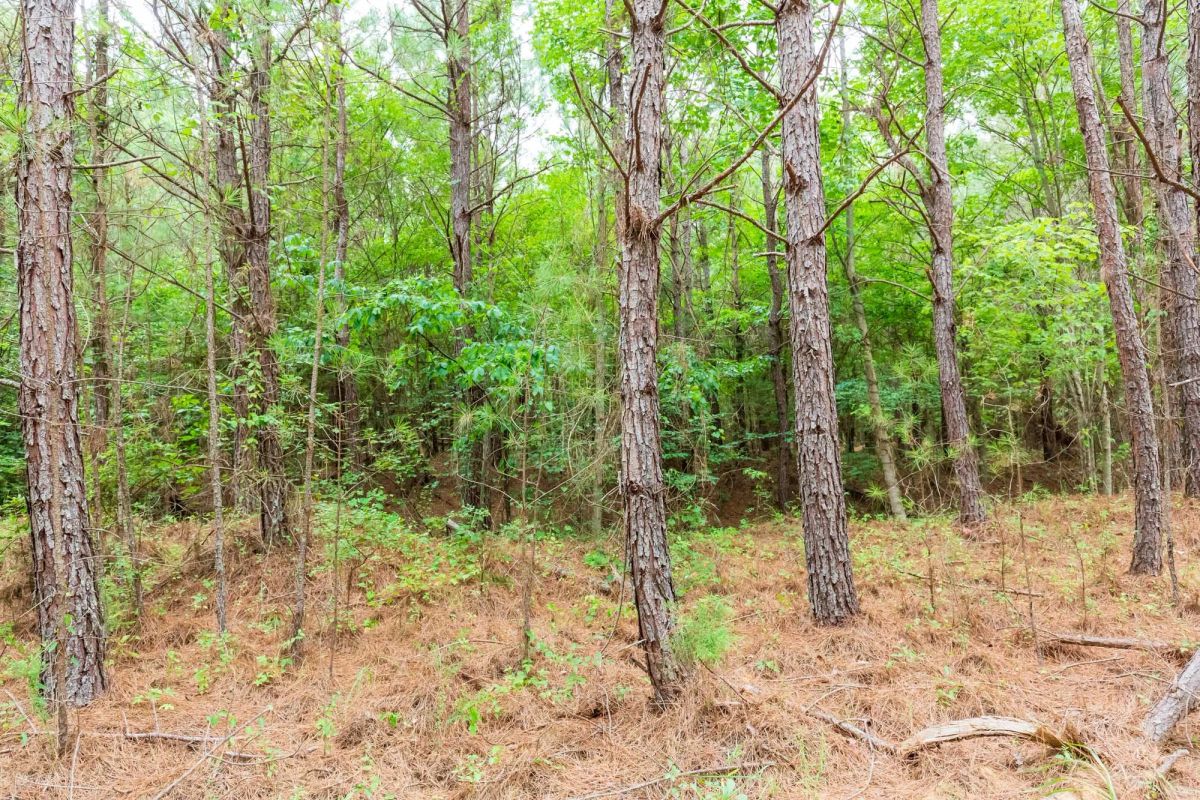 Decorative background for Whiskey Ridge Tract 10 image 5