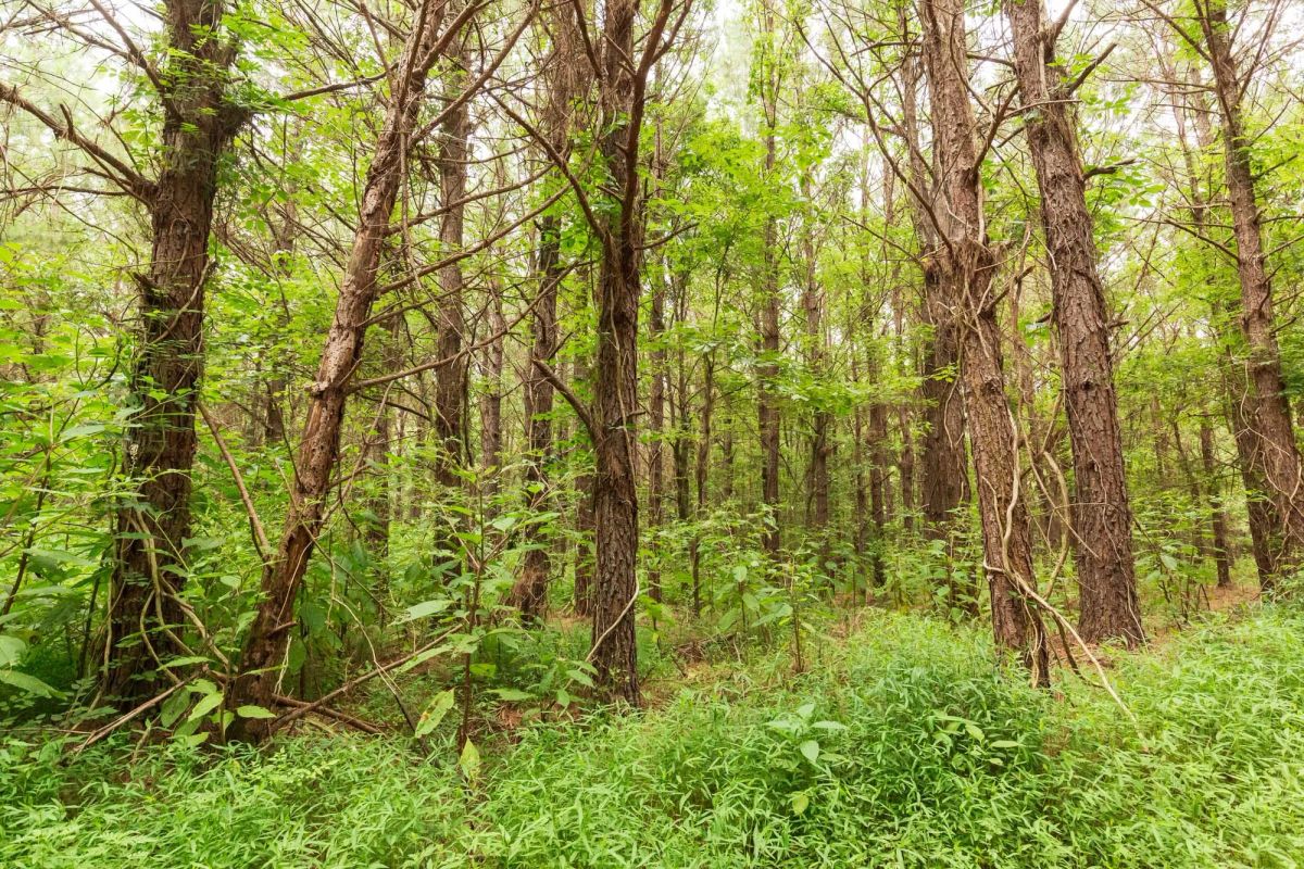 Decorative background for Whiskey Ridge Tract 10 image 6