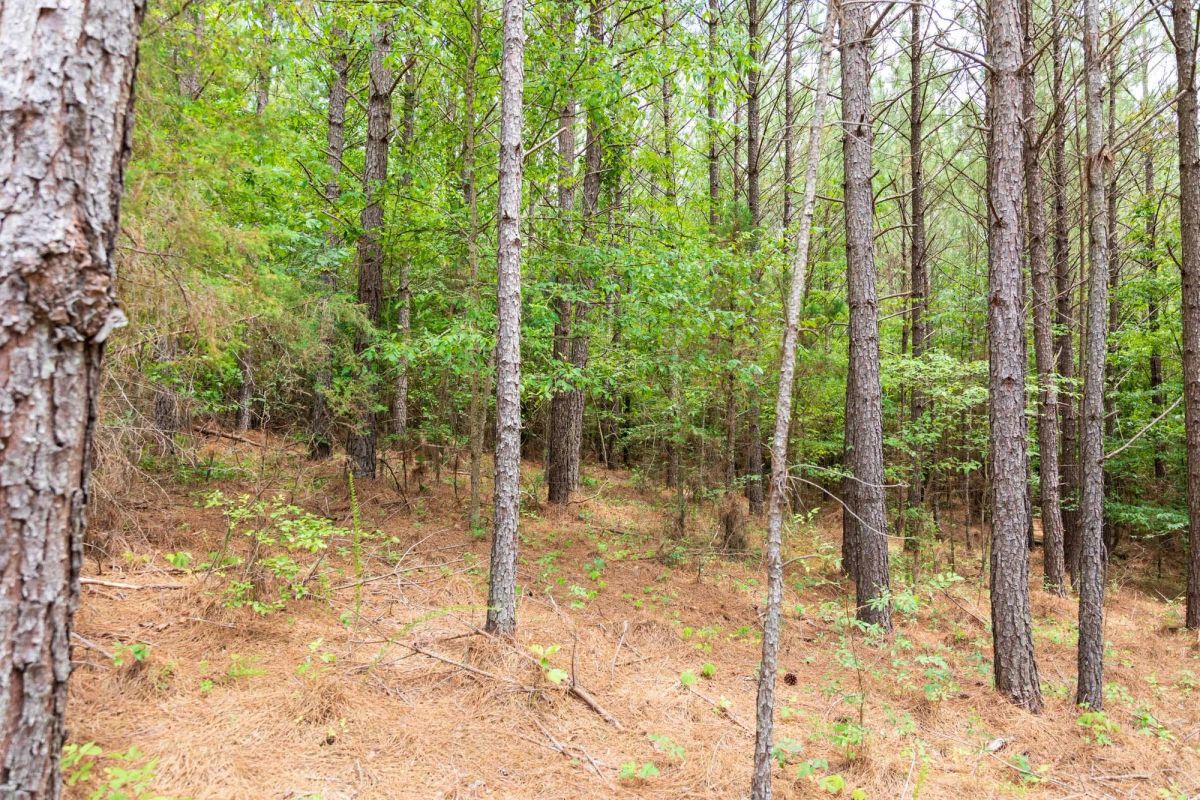 Decorative background for Whiskey Ridge Tract 10 image 7