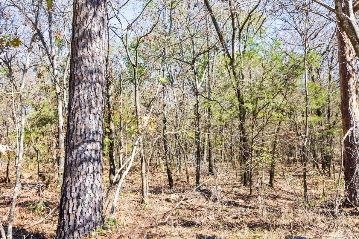 Stone Bridge Reserve Tract 11 - Image 3
