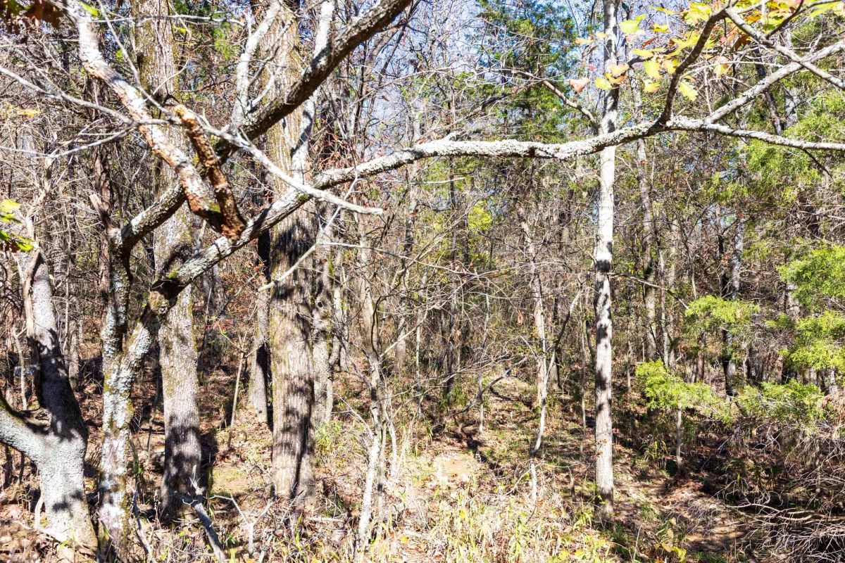 Decorative background for Stone Bridge Reserve Tract 11 image 5