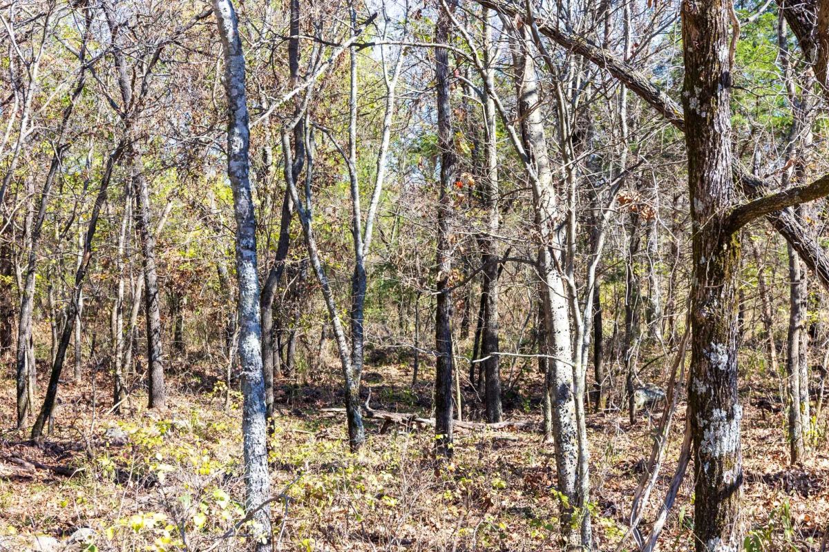 Decorative background for Stone Bridge Reserve Tract 11 image 6