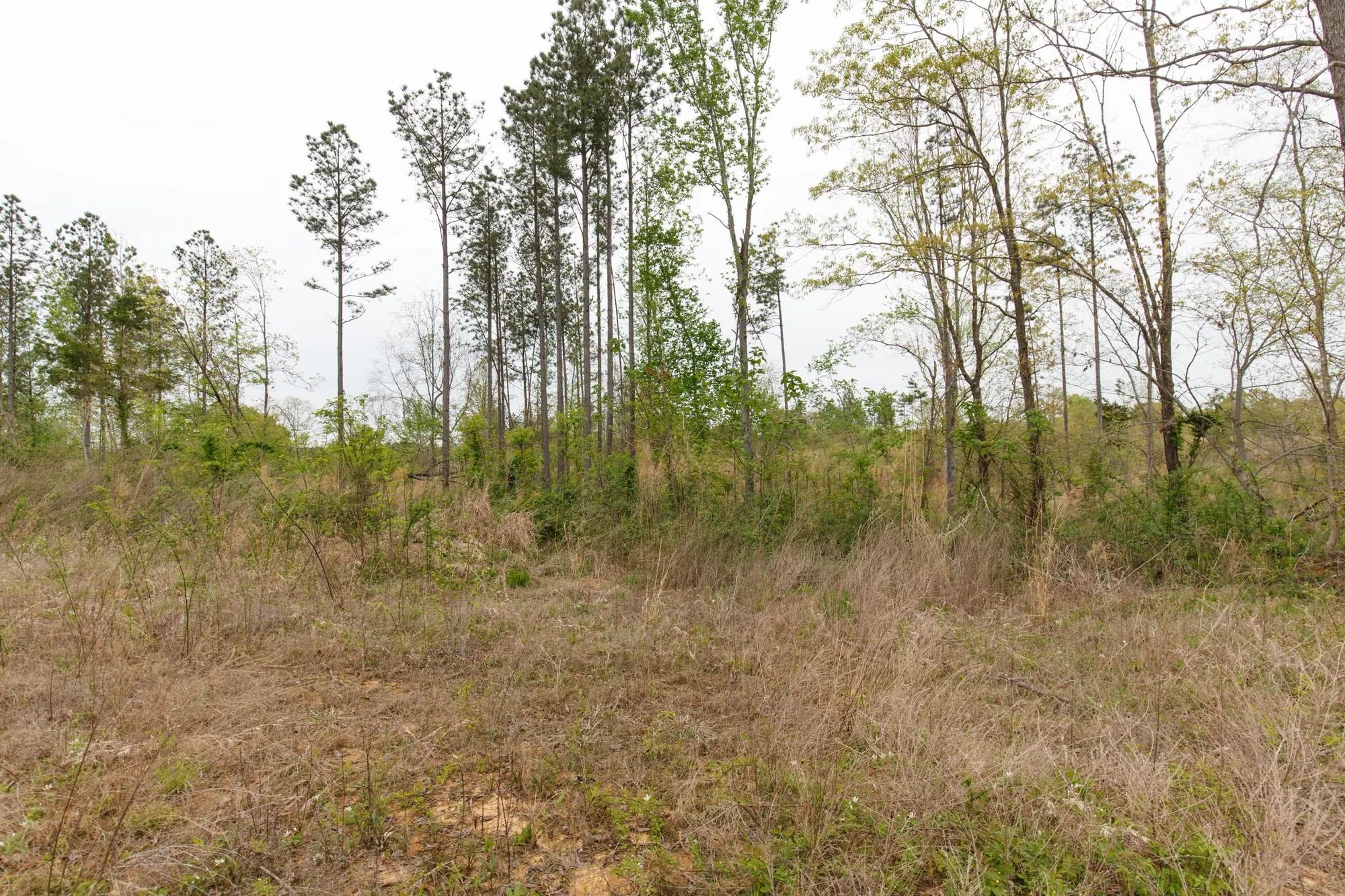 Twin Rivers Tract 27 in Henderson County, TN