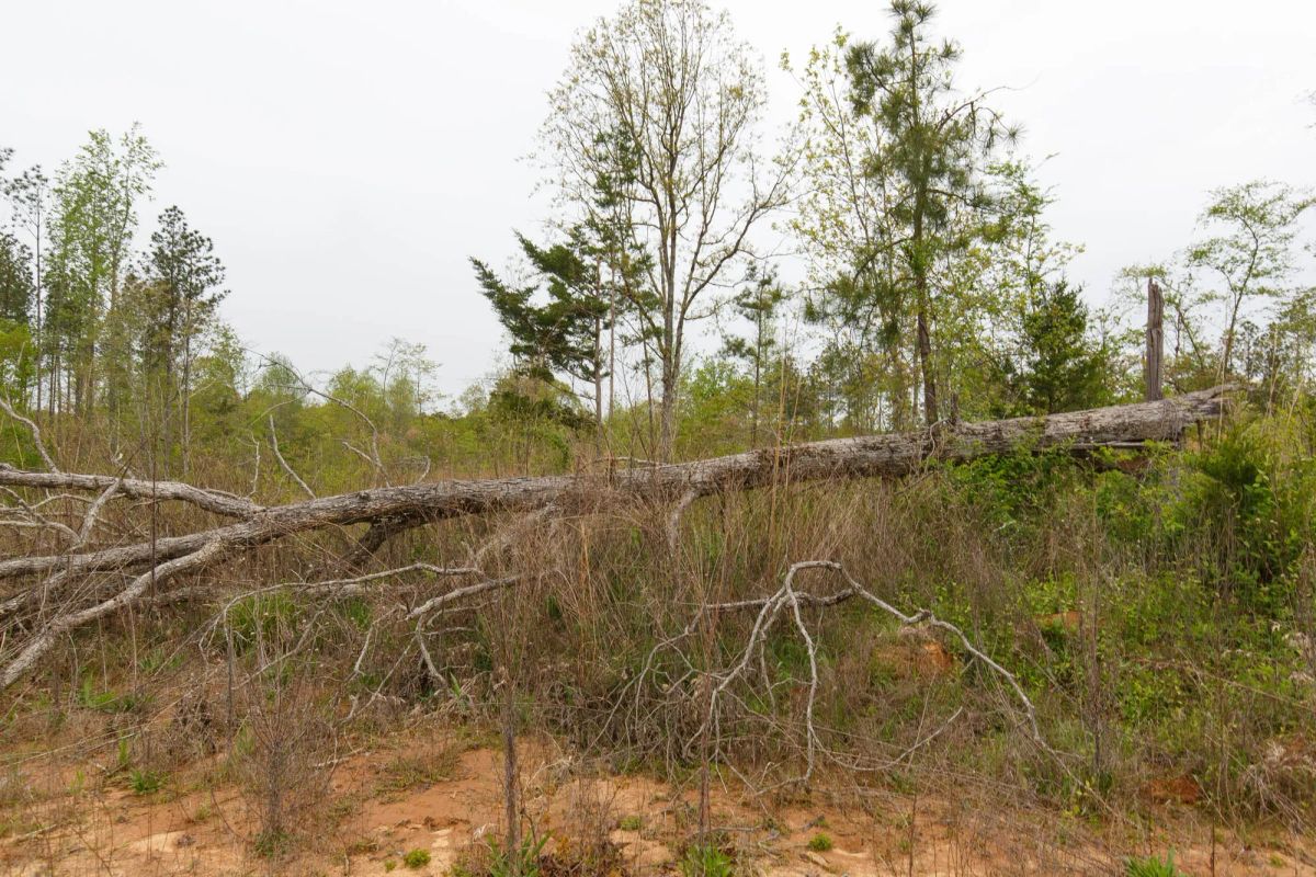 Decorative background for Twin Rivers Tract 27 image 5