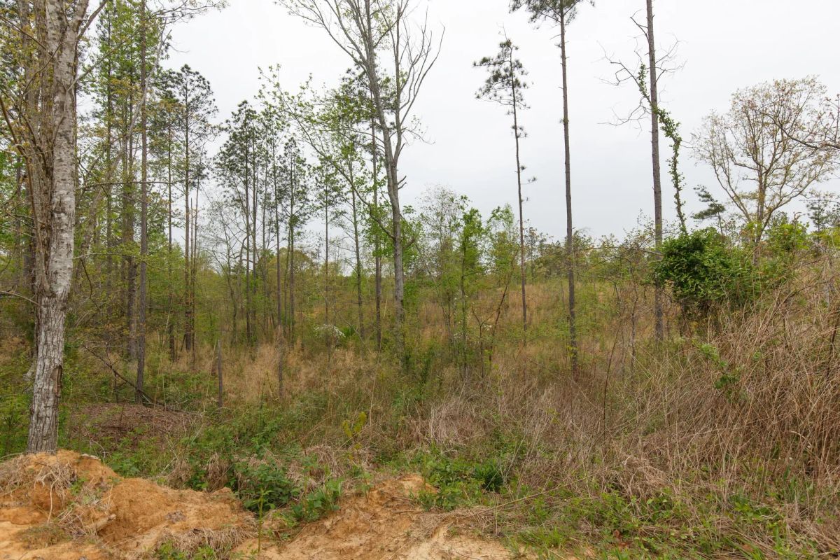 Decorative background for Twin Rivers Tract 27 image 6