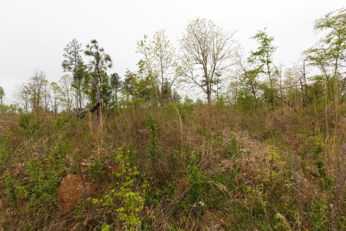 Decorative background for Twin Rivers Tract 27 image 8