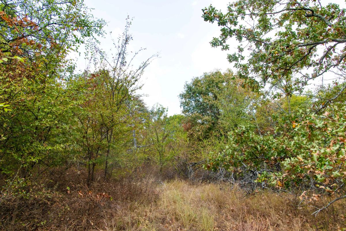 Decorative background for Gracyn Meadows Tract 9 image 5