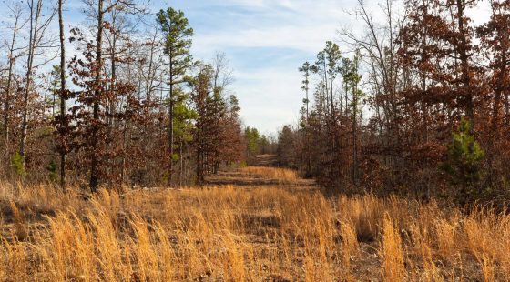 Windy Ridge Tract 11 in Texas County, MO