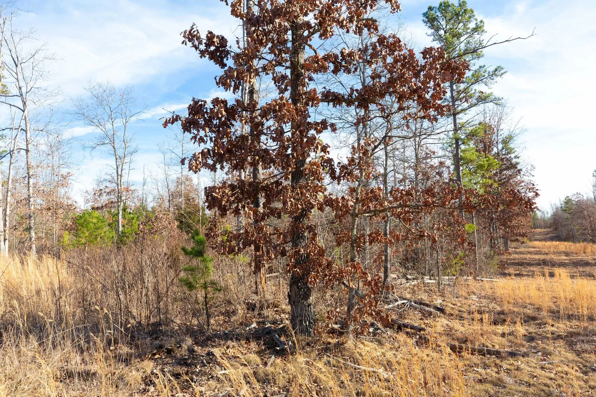 Windy Ridge Tract 11 in Texas County, MO