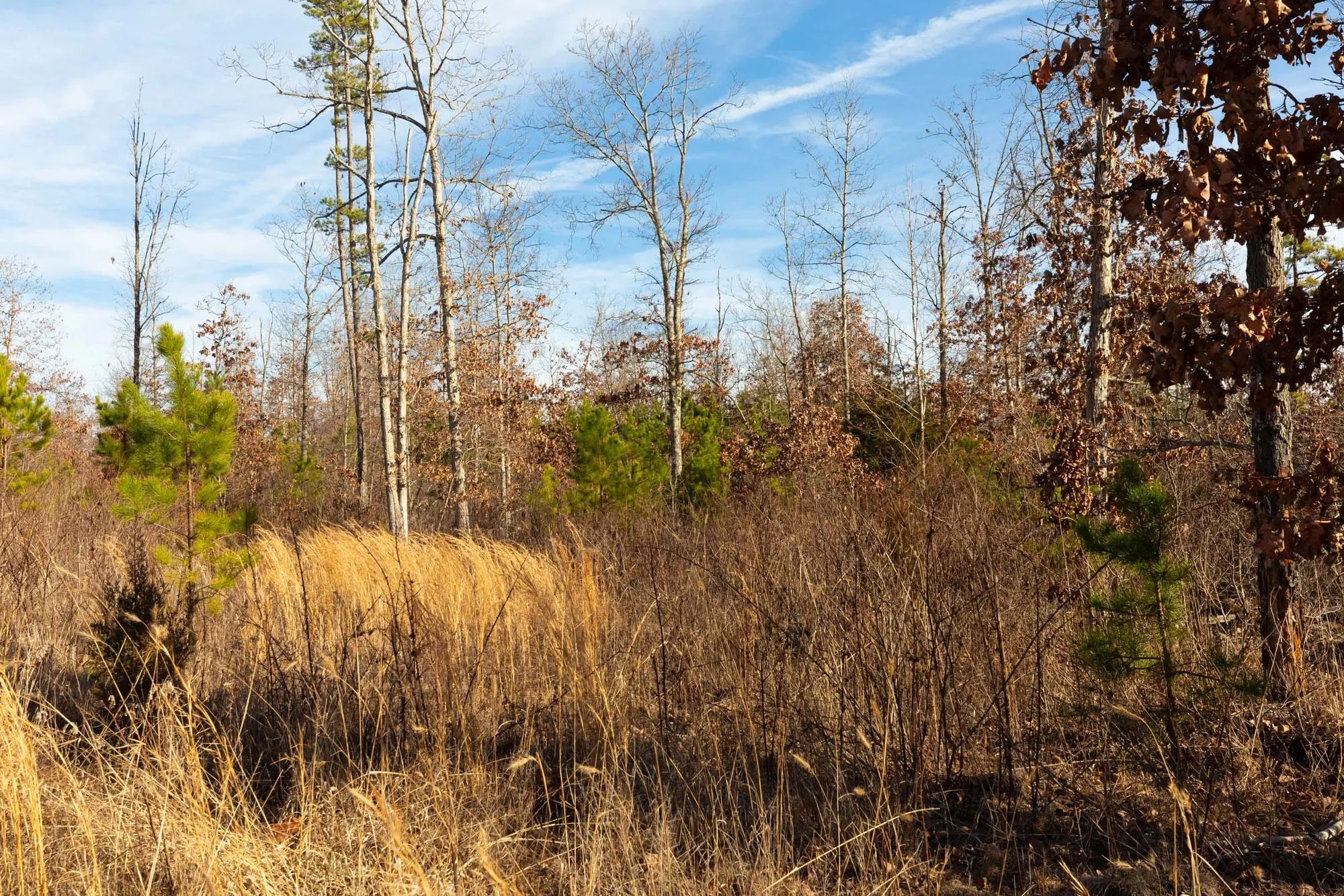 Windy Ridge Tract 11 in Texas County, MO