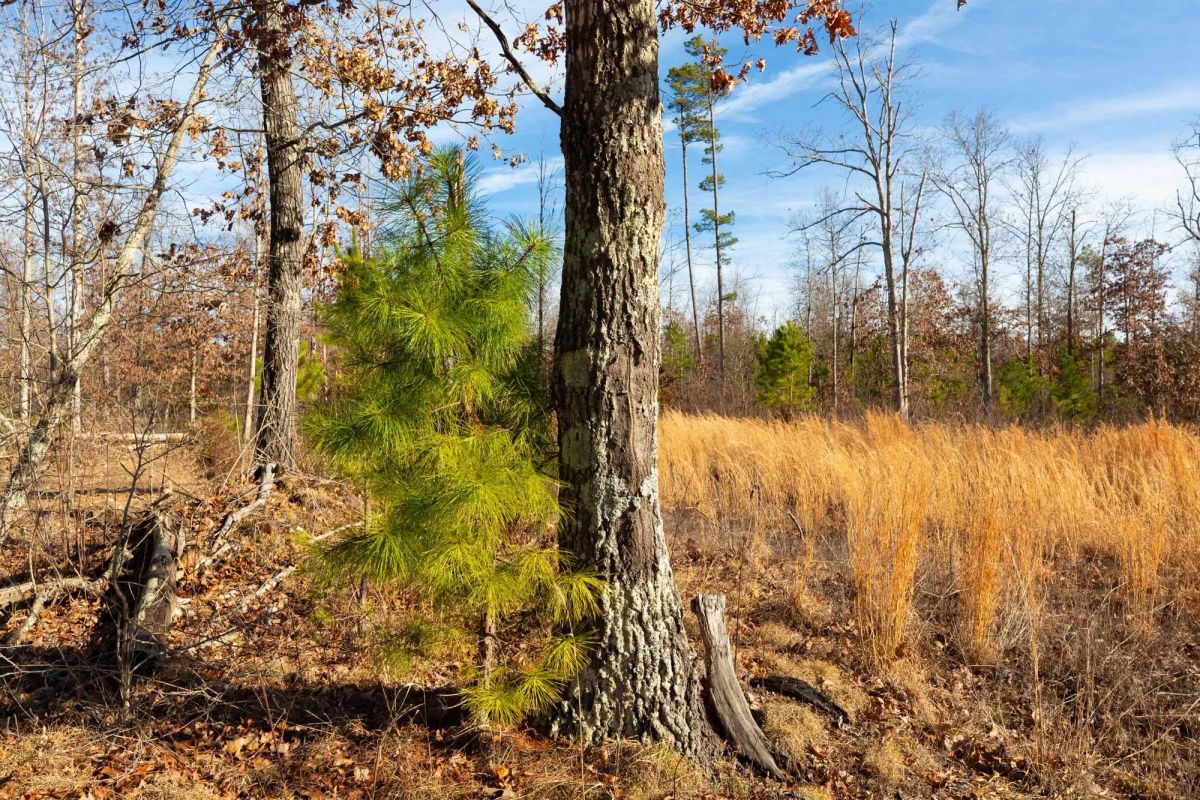 Decorative background for Windy Ridge Tract 11 image 5