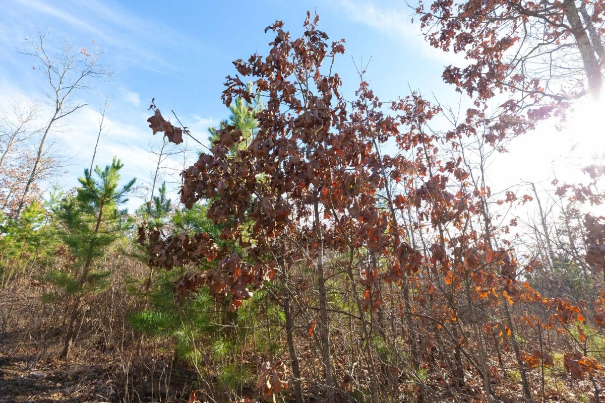 Decorative background for Windy Ridge Tract 11 image 6