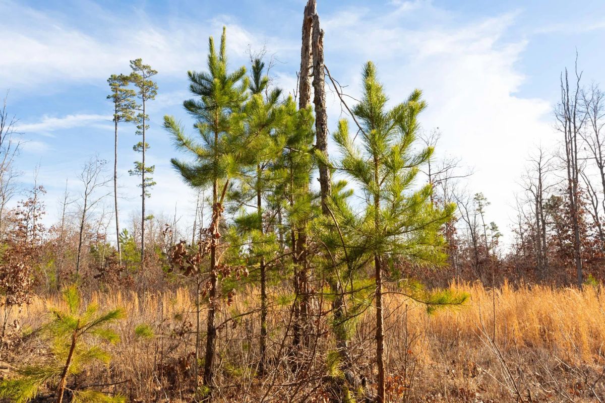 Decorative background for Windy Ridge Tract 11 image 7