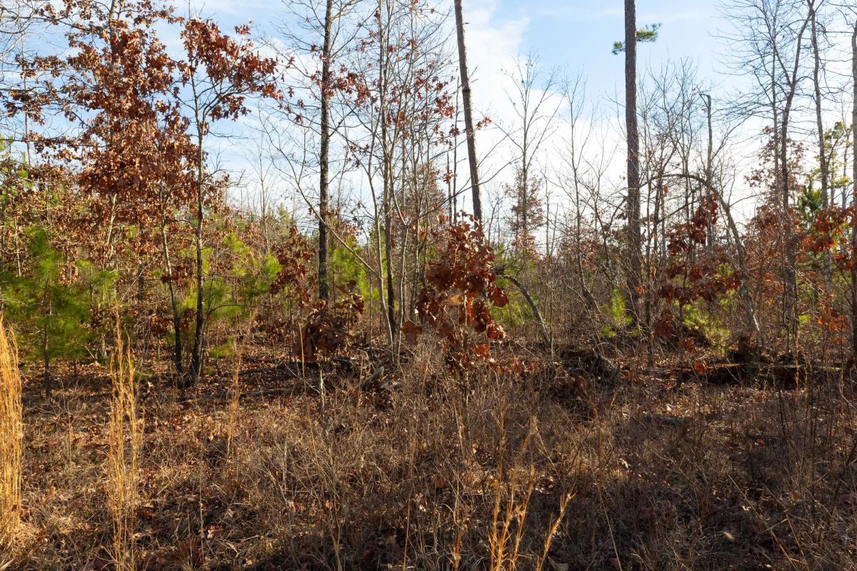 Decorative background for Windy Ridge Tract 11 image 8