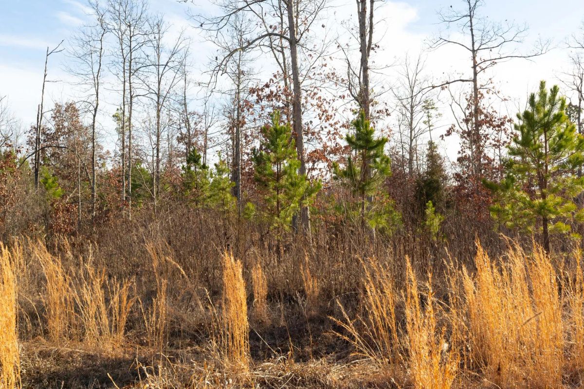 Decorative background for Windy Ridge Tract 11 image 9