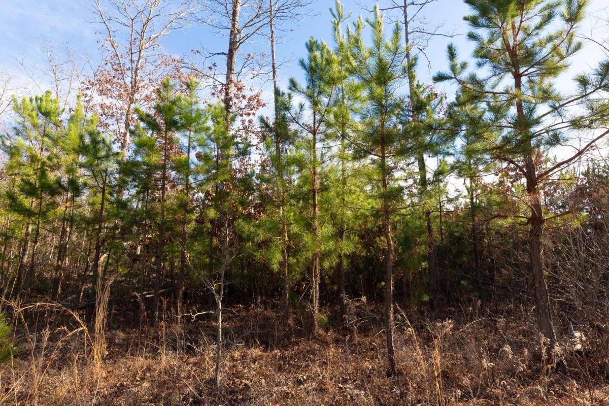 Decorative background for Windy Ridge Tract 11 image 10
