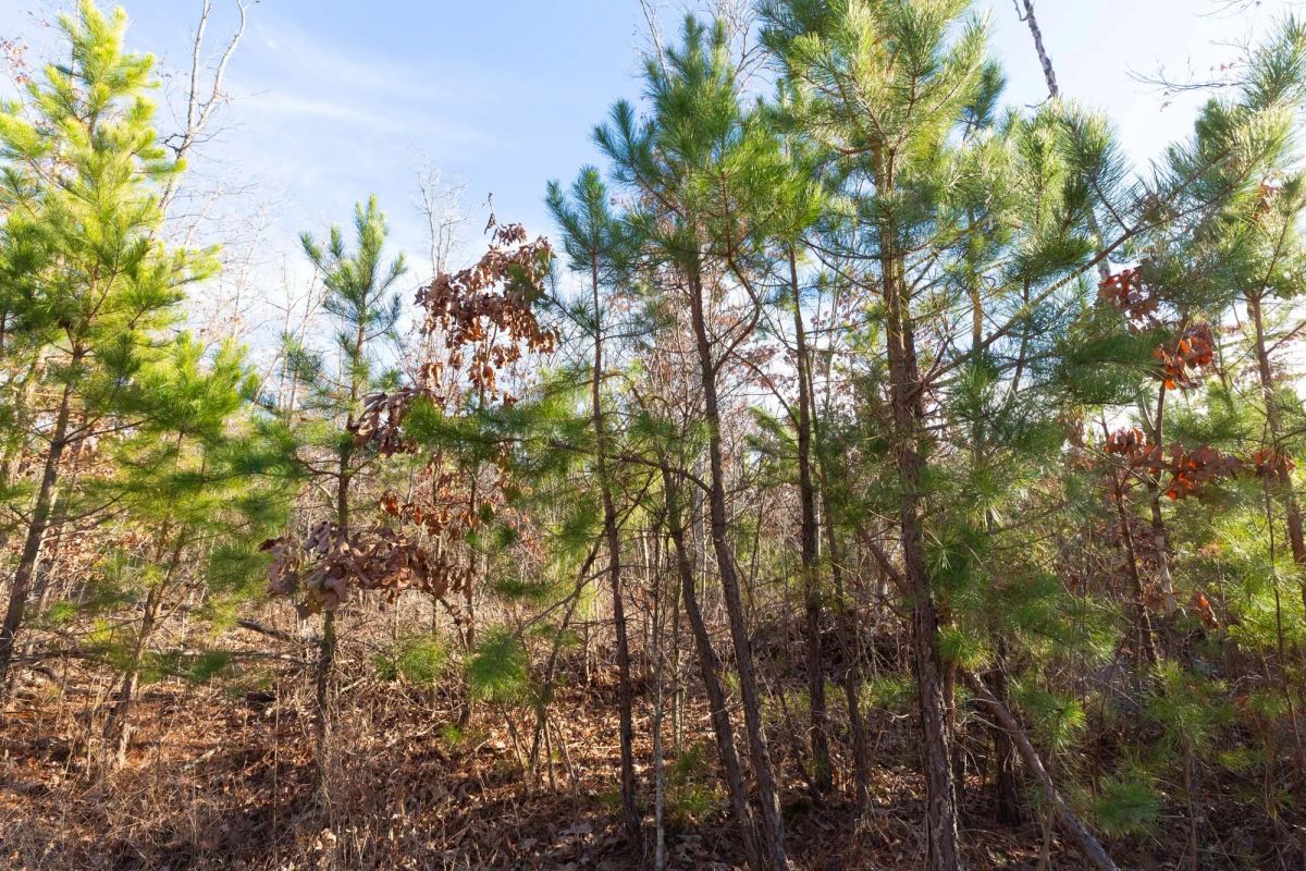 Decorative background for Windy Ridge Tract 11 image 11