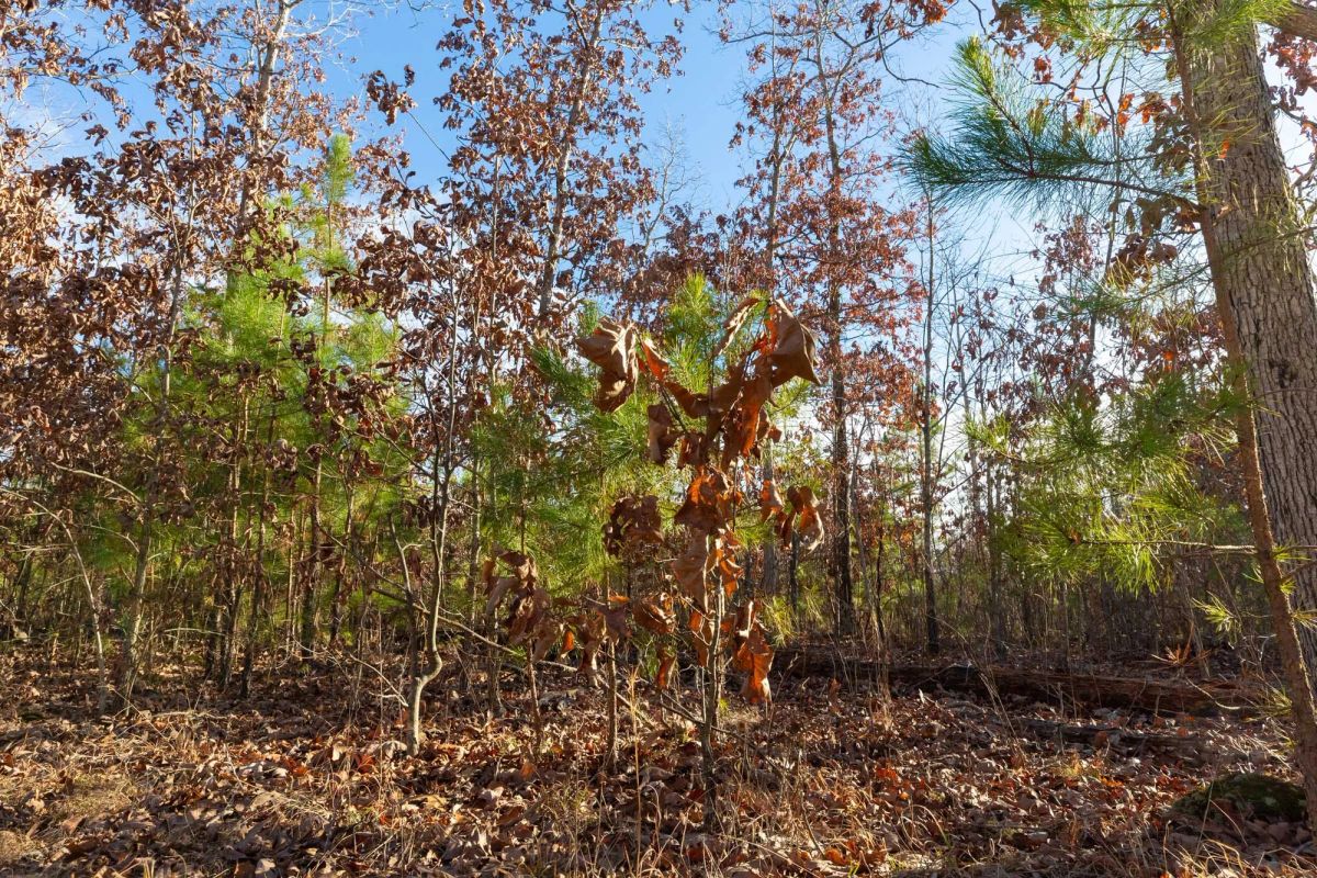 Decorative background for Windy Ridge Tract 11 image 12