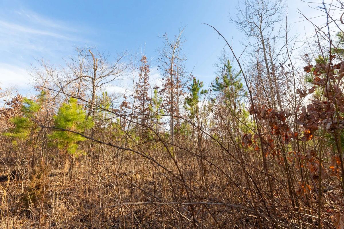 Decorative background for Windy Ridge Tract 11 image 13
