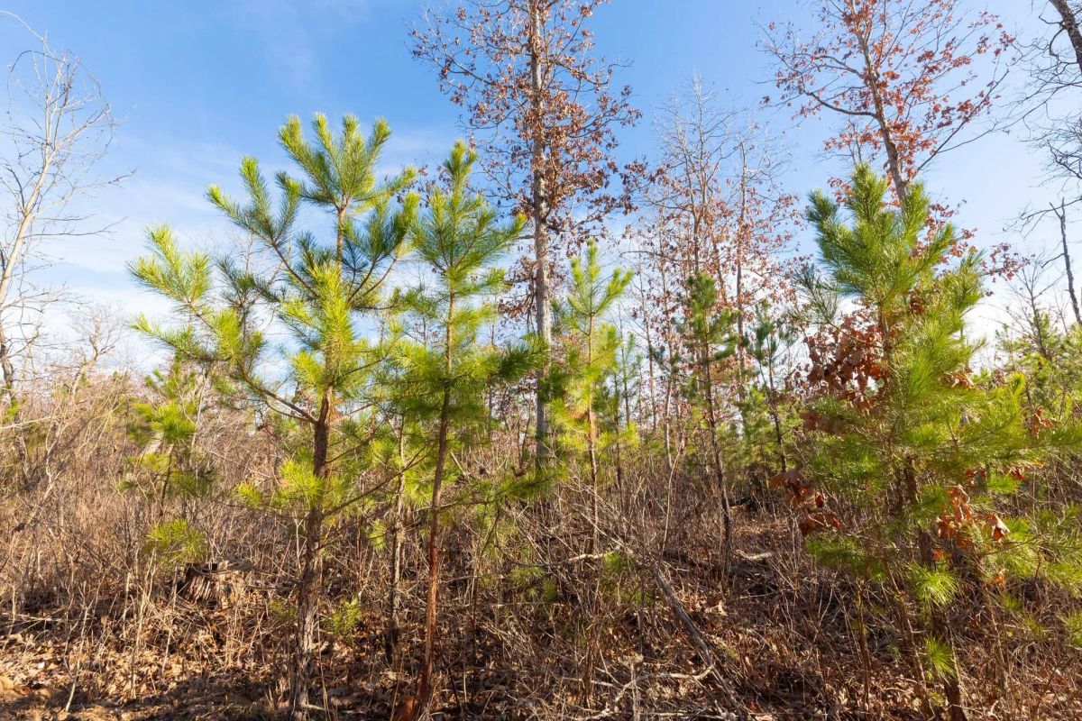 Decorative background for Windy Ridge Tract 11 image 14