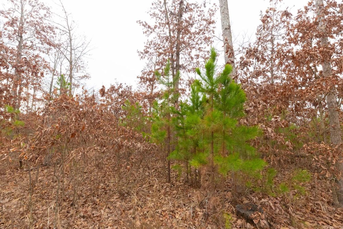 Decorative background for Windy Ridge Tract 11 image 16