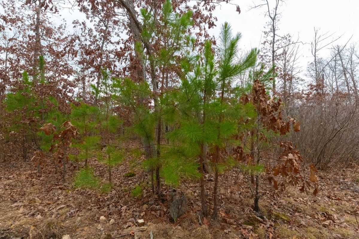 Decorative background for Windy Ridge Tract 11 image 17