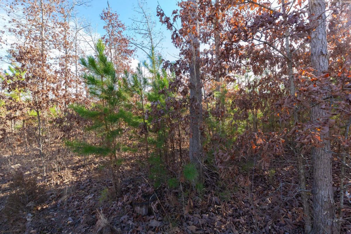 Decorative background for Windy Ridge Tract 11 image 18