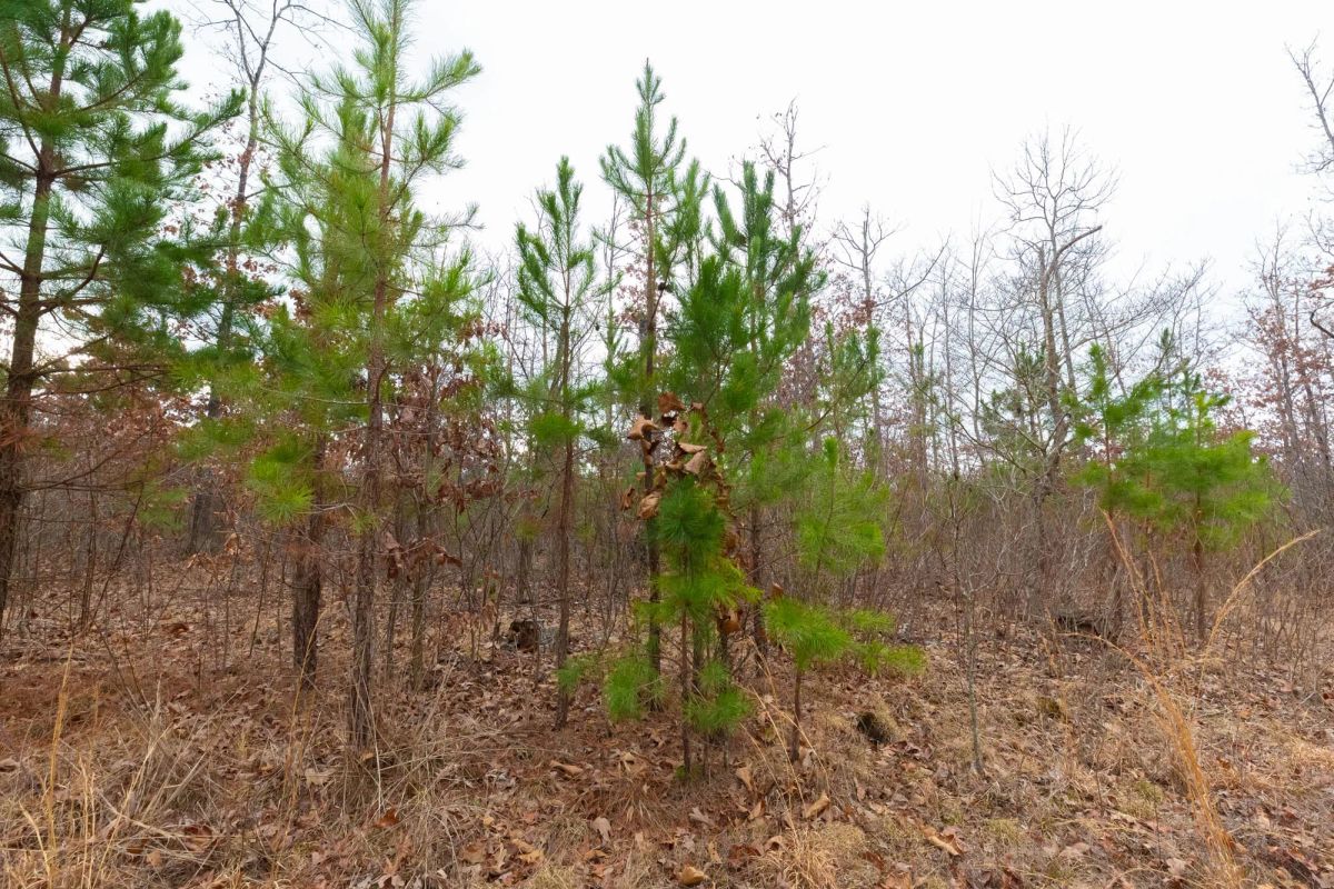 Decorative background for Windy Ridge Tract 11 image 19
