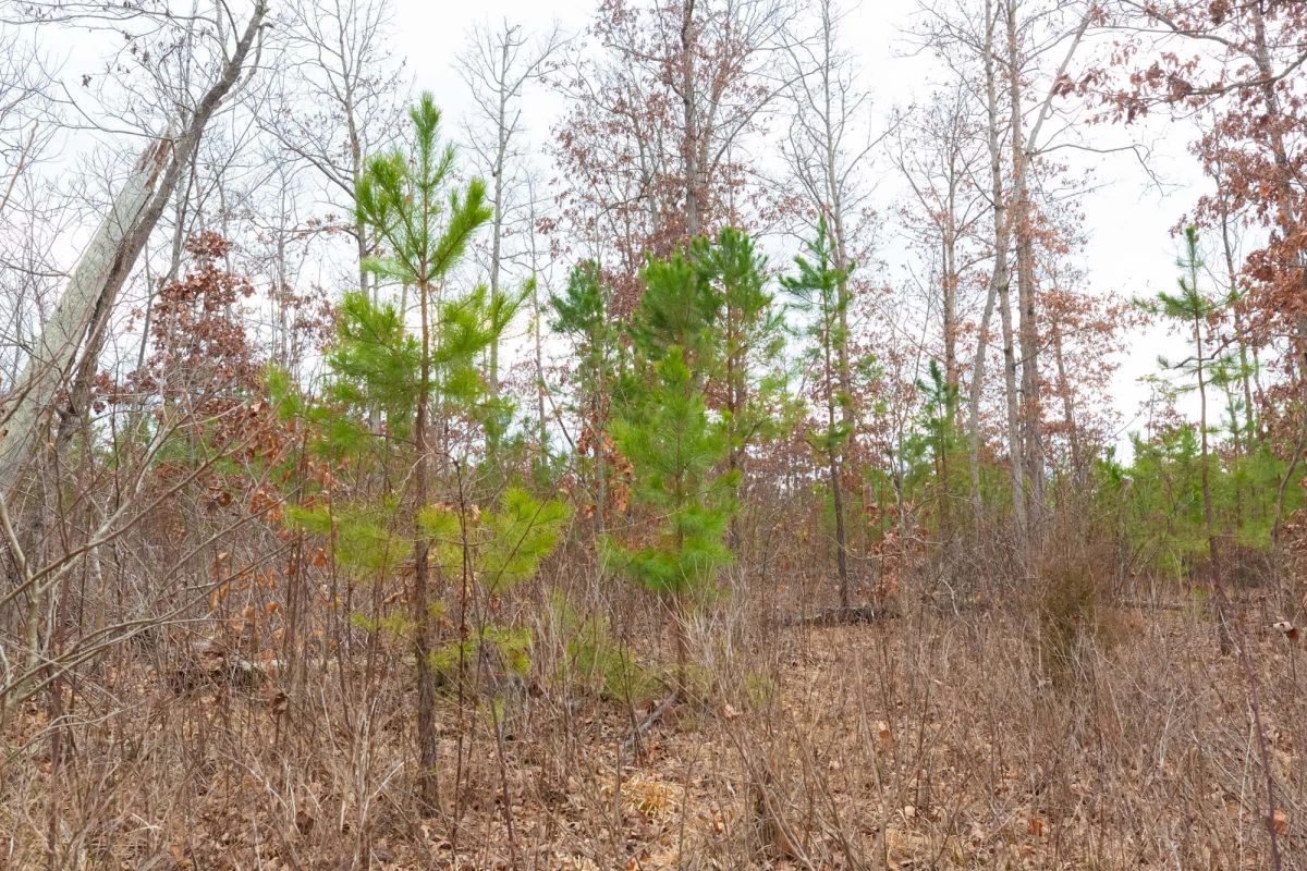 Decorative background for Windy Ridge Tract 11 image 20