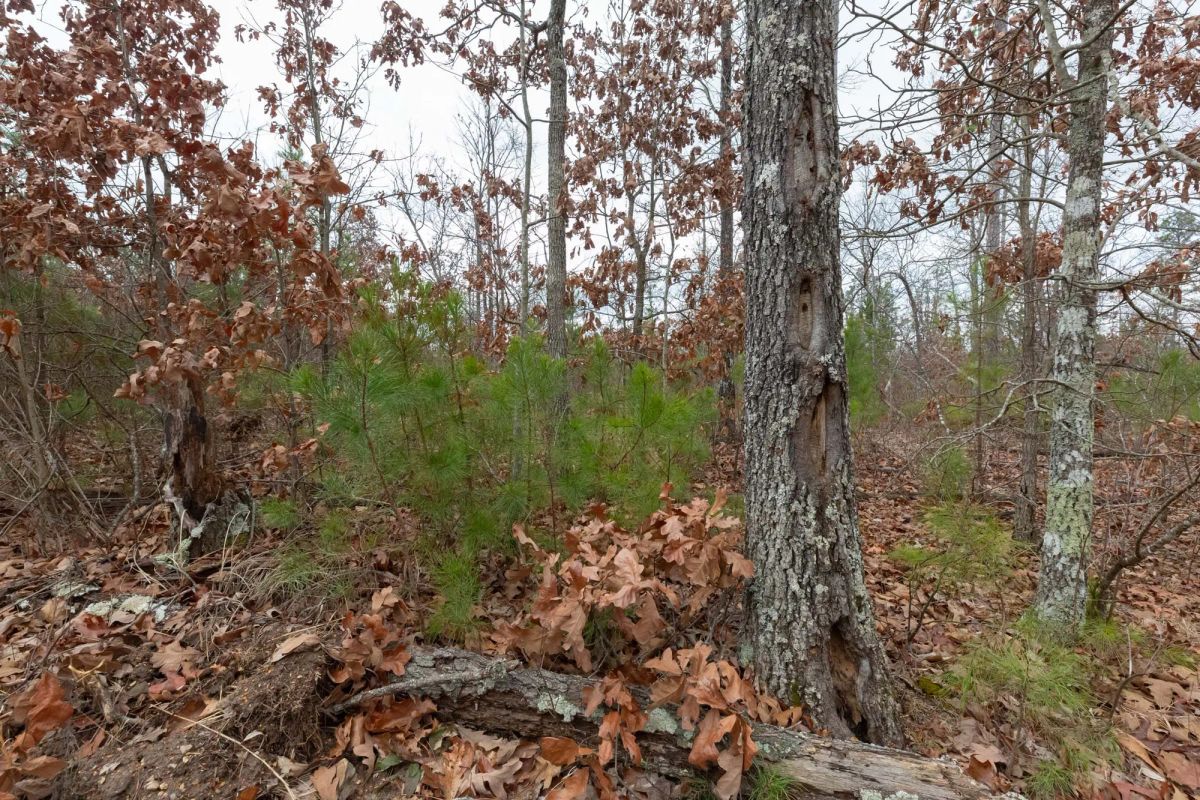 Decorative background for Windy Ridge Tract 11 image 21