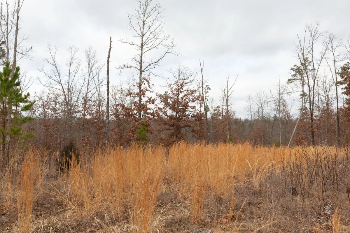 Decorative background for Windy Ridge Tract 11 image 22