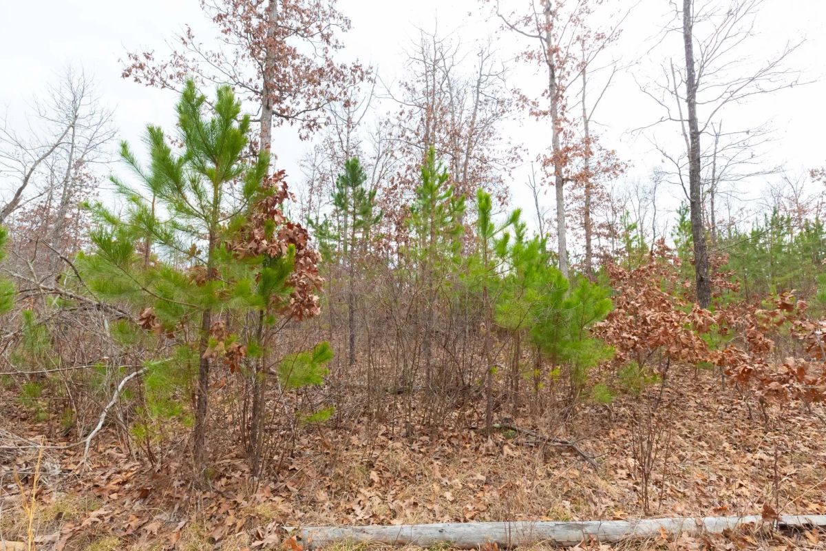 Decorative background for Windy Ridge Tract 11 image 23