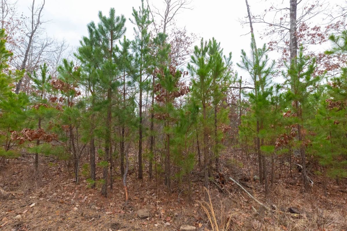 Decorative background for Windy Ridge Tract 11 image 24