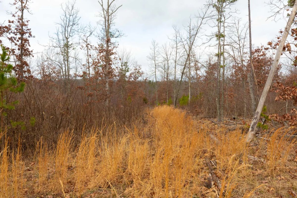 Decorative background for Windy Ridge Tract 11 image 26