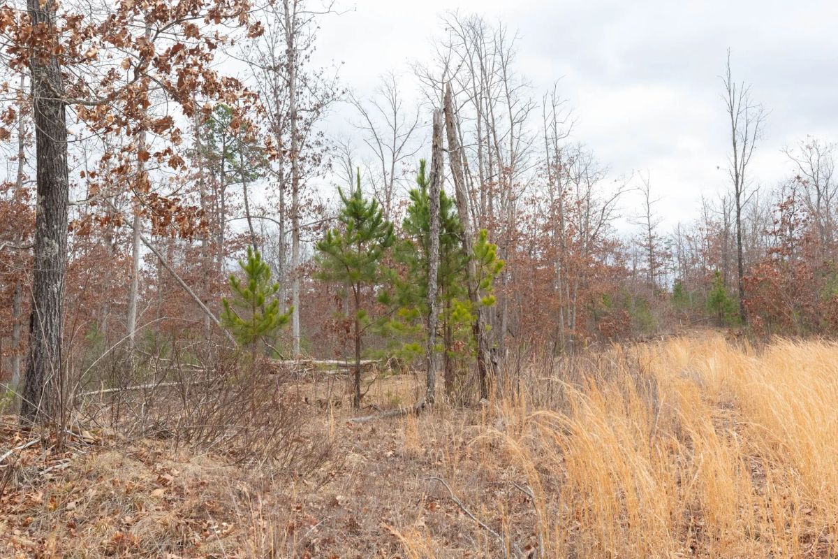 Decorative background for Windy Ridge Tract 11 image 27
